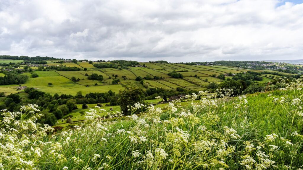 Fields and hedgerows roll across a green countryside, foregrounded by tall grasses and white wildflowers under a cloudy sky.